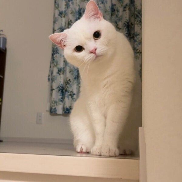 見つめるしらたまくん