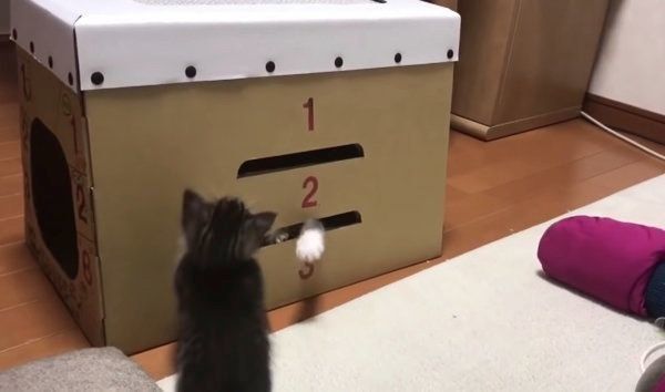 とび箱で遊ぶ猫