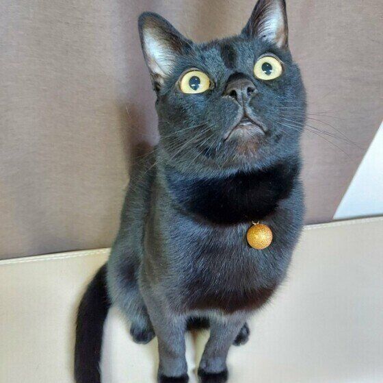 カメムシを見つめる猫（ボンベイ、オス）