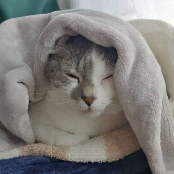 マンチカールのキトちゃん