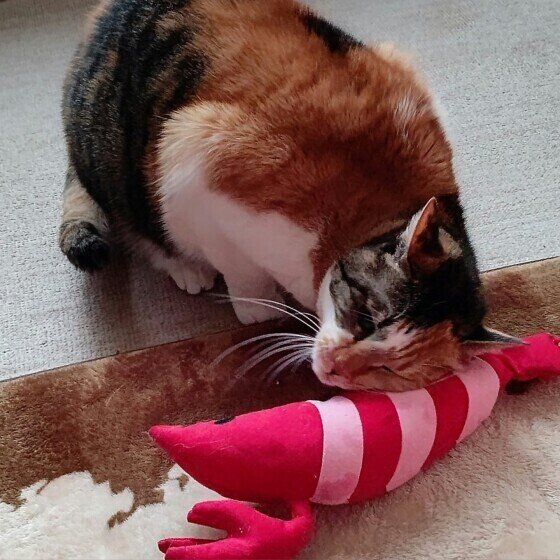 おもちゃにスリスリするブランちゃん