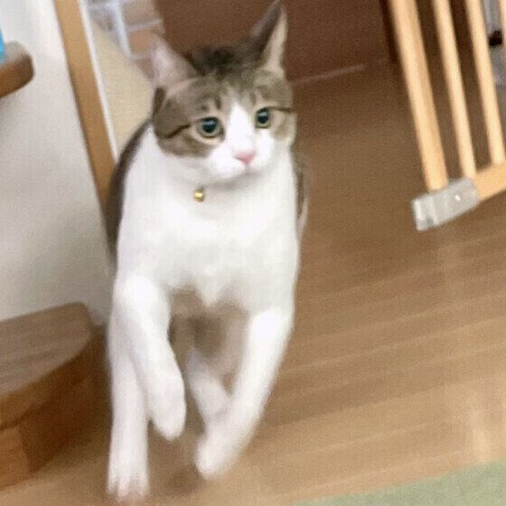 ダッシュする猫