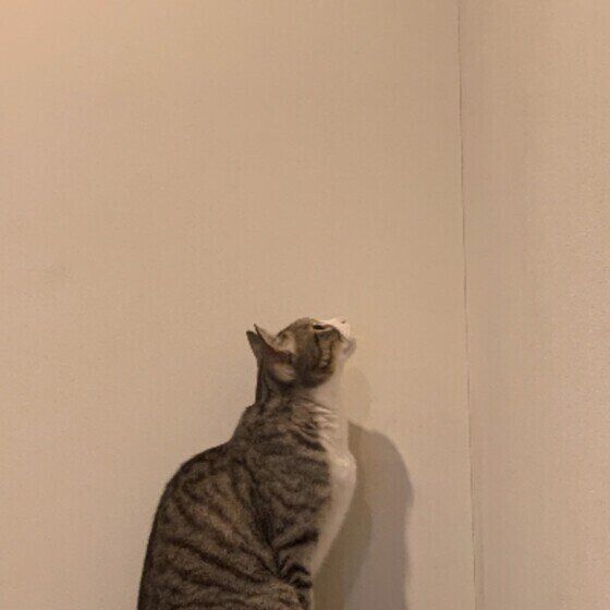 虫がいるかのように何かを追う猫