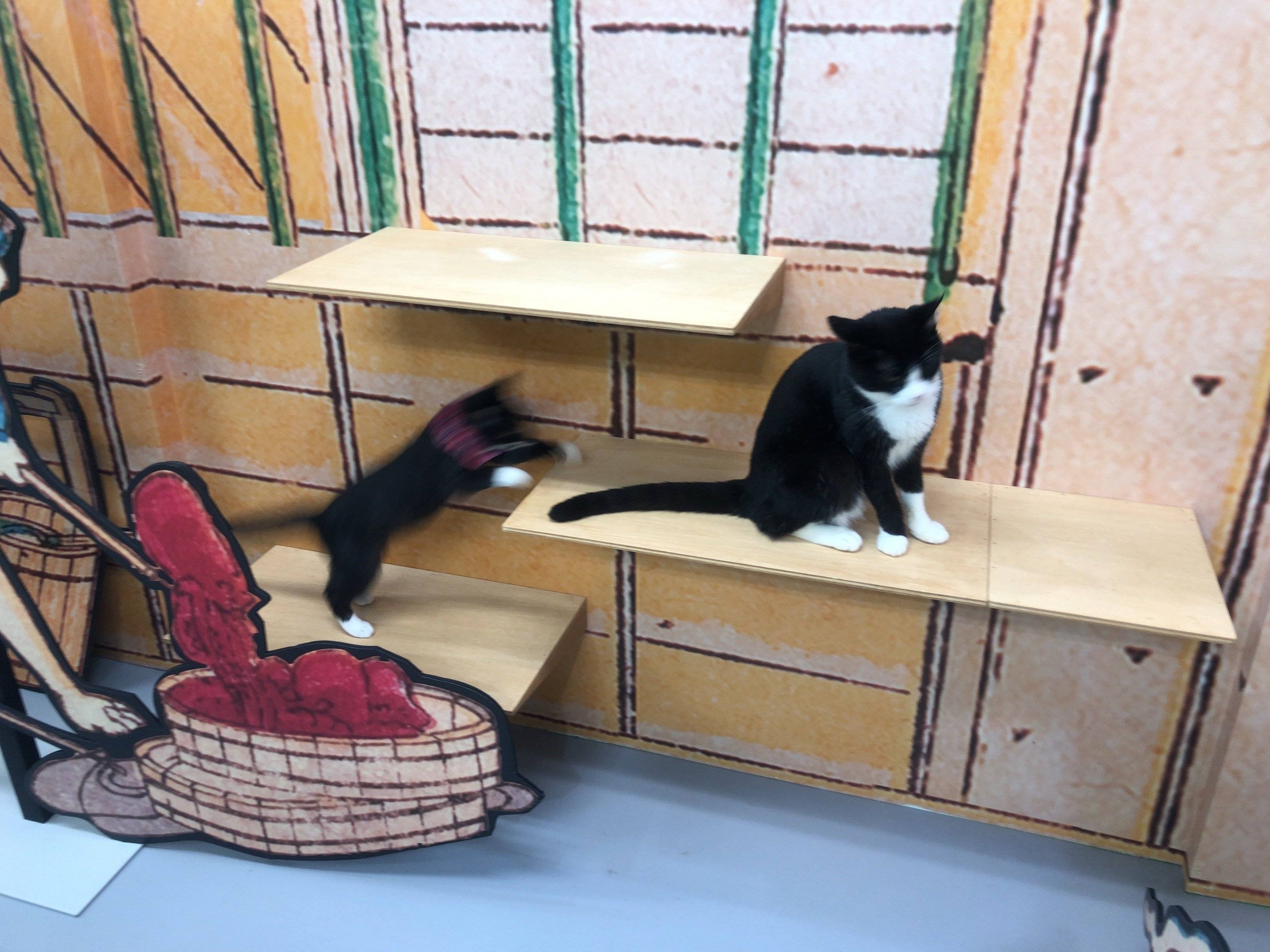 じゃれあう猫ちゃん