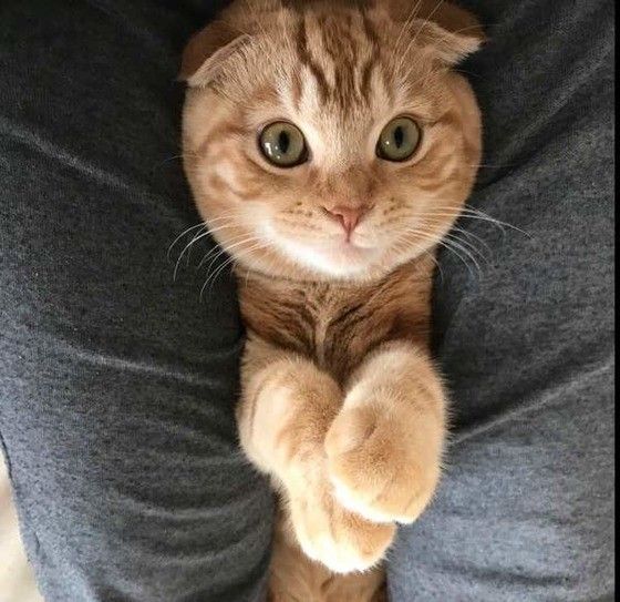 挟まったにゃん