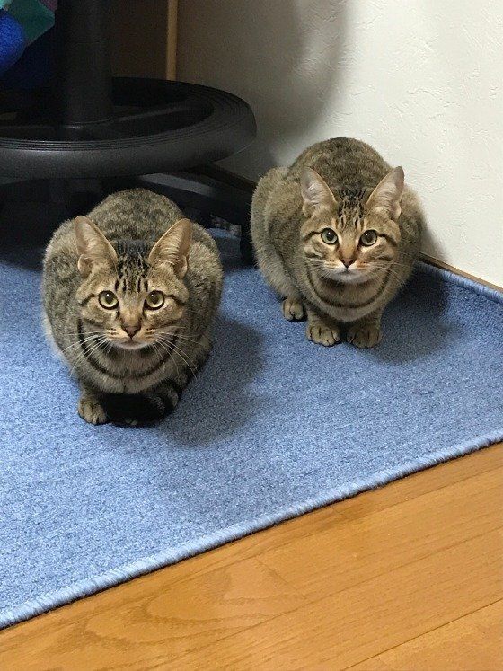 キジトラのミルクちゃん＆クルミちゃん