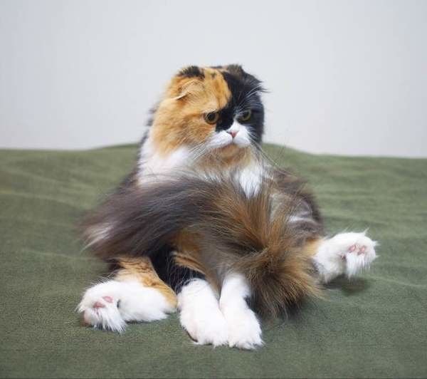 猫の被毛は人の傷んだ髪？知って納得！猫の体に関するオモシロ雑学｜ね 