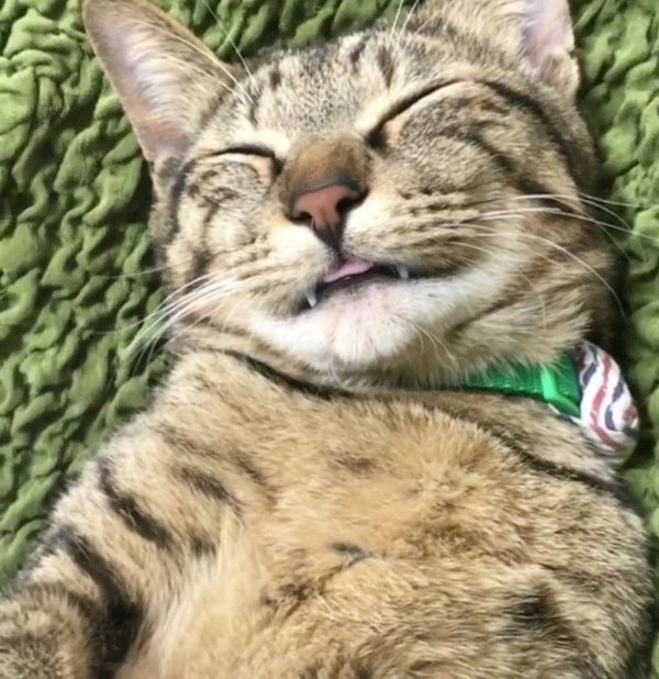 見ると元気になれる猫