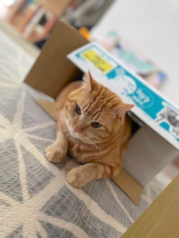 箱に入るまめさん