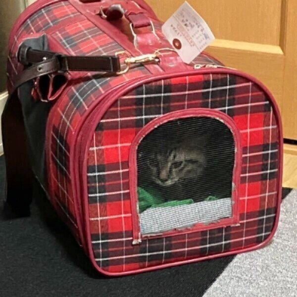 家にやってきた初日のみことくん