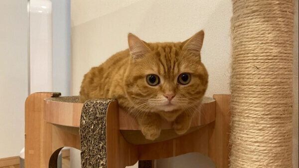 狙いを定めるぷてぃこちゃん