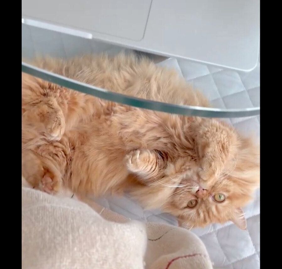 飼い主さんの足元でゴロゴロするうなちゃん