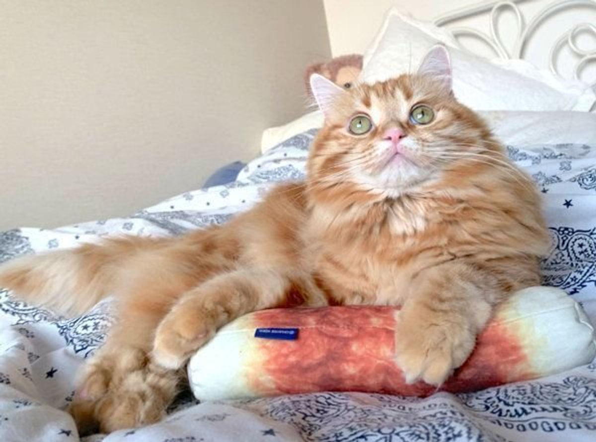 これは 間違いなく作業がはかどらないやつ 飼い主を誘惑する猫に釘付け ねこのきもちweb Magazine これは 間違いなく作業がはかどらないやつ 飼い主を誘惑する猫に釘付け ねこのきもちweb Magazine