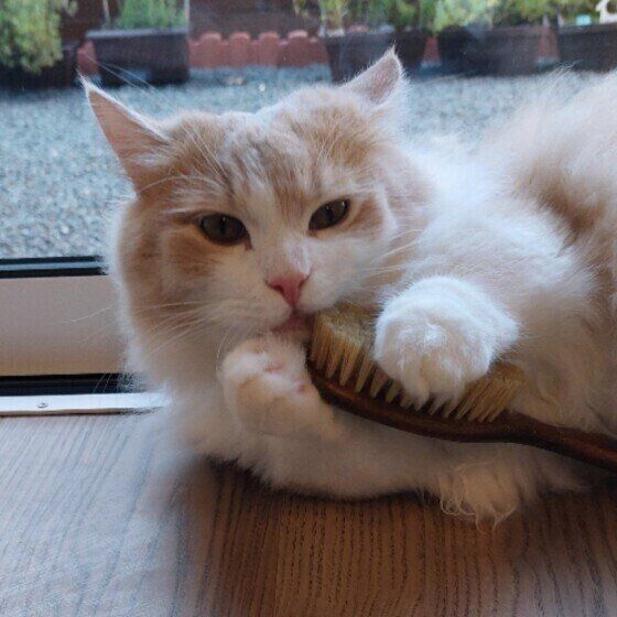 ブラシをなめるくりくん