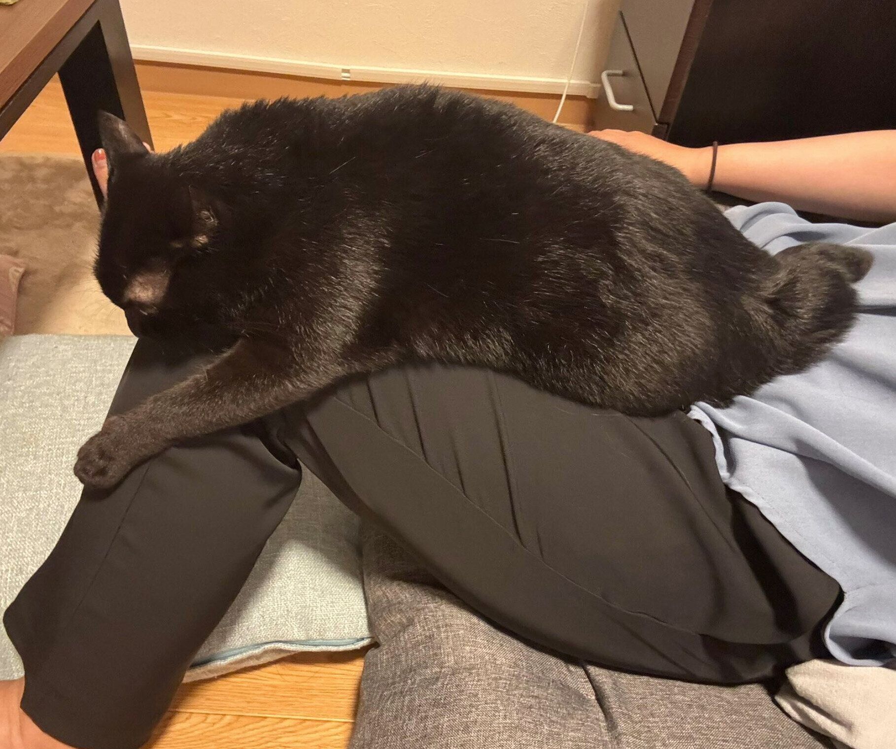しがみついて甘えるあさりちゃん