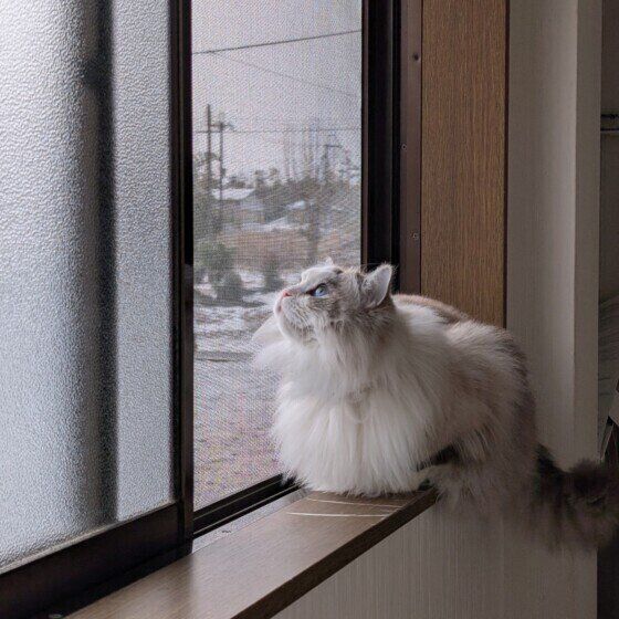 外を見つめるラグドールのミーくん