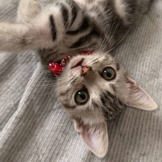 見つめるアメリカンショートヘア