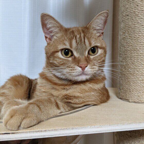 スコティッシュフォールドのマロくん