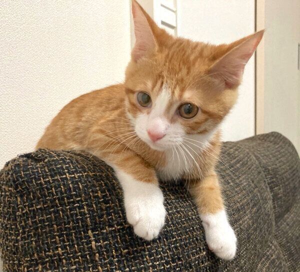 くつろぐいなりくん