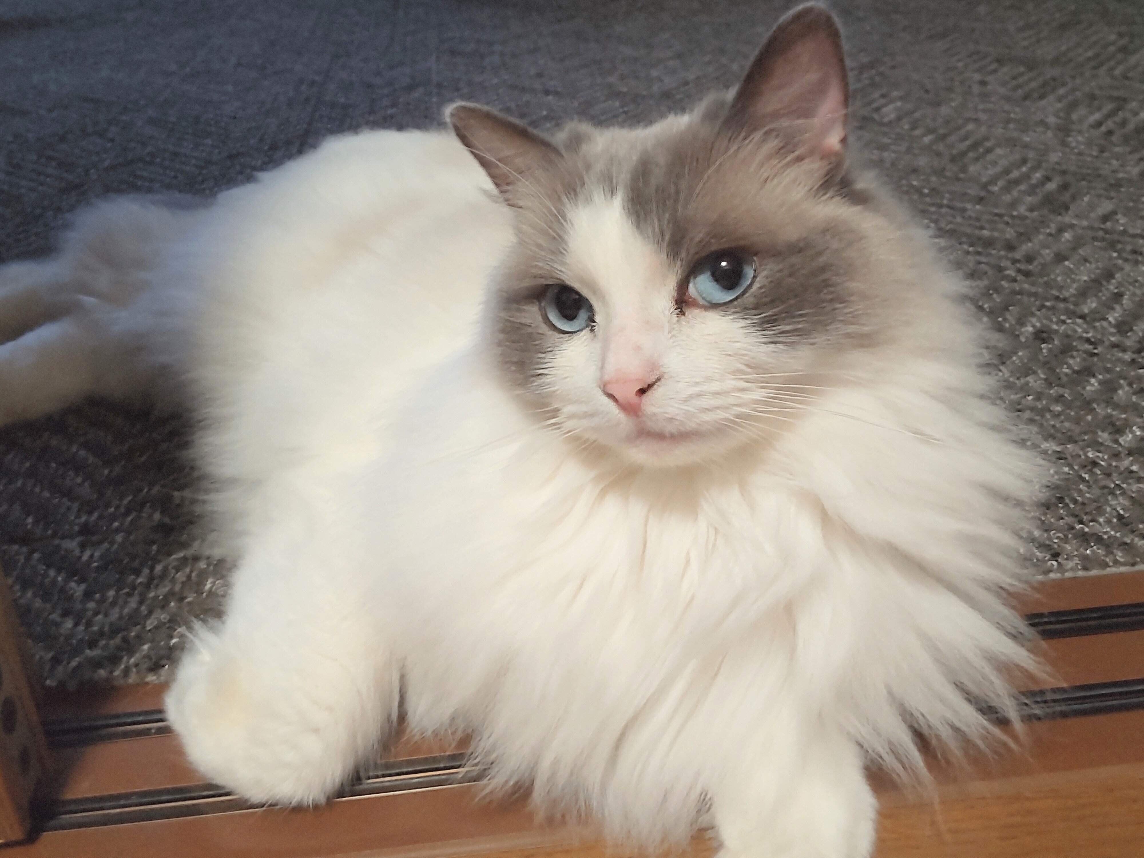 飼い主を見つめるラグドール