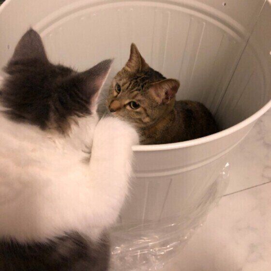 ゴミ箱に入る猫