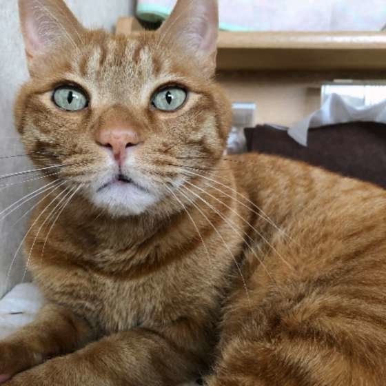 寝起きの茶トラ