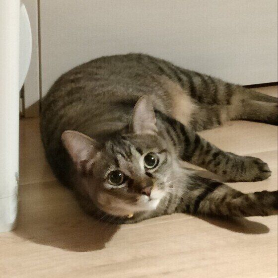 寝転がるはるちゃん（MIX）