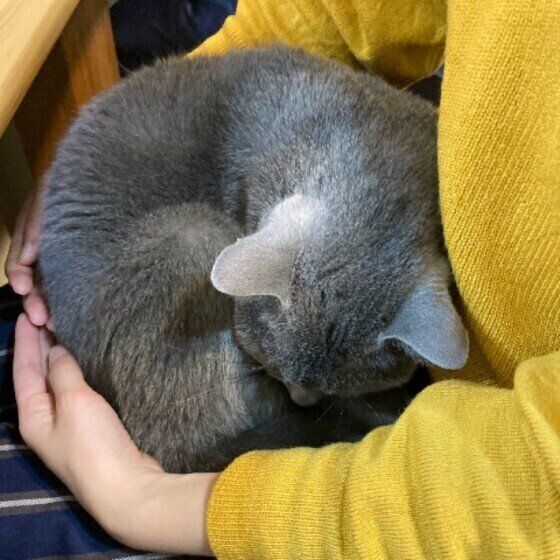 抱っこされるロシアンブルー