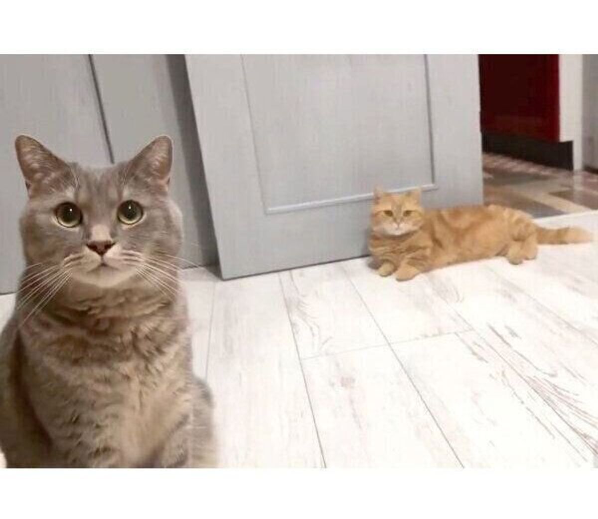 ごはんにしようか の呼びかけを聞いたニャンズ 息ぴったりな 同時ニャー が尊すぎた ねこのきもちweb Magazine