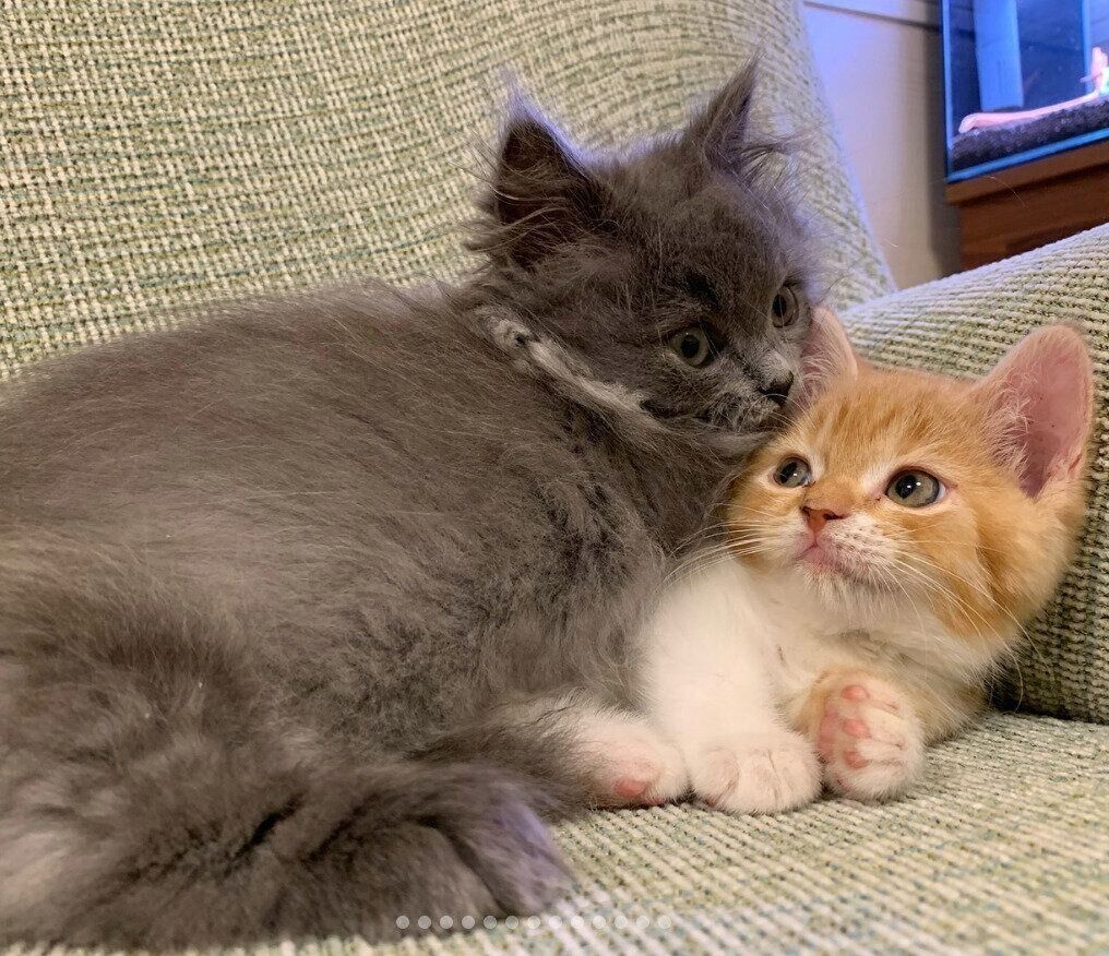 子猫時代のウニちゃん、アオくん