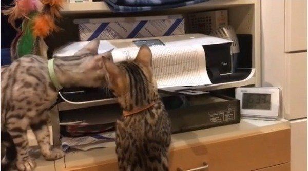 プリンター大好きニャンコ