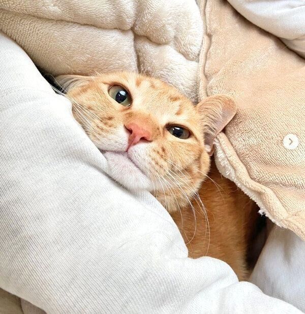 布団から顔を出すみゃおちゃん