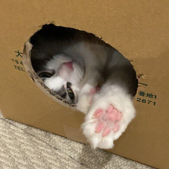 マンチカン・ロングヘアのざらめちゃん