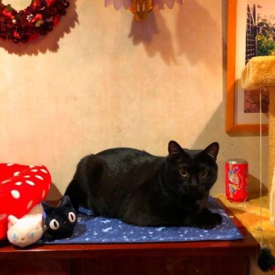 くつろぐジジちゃん