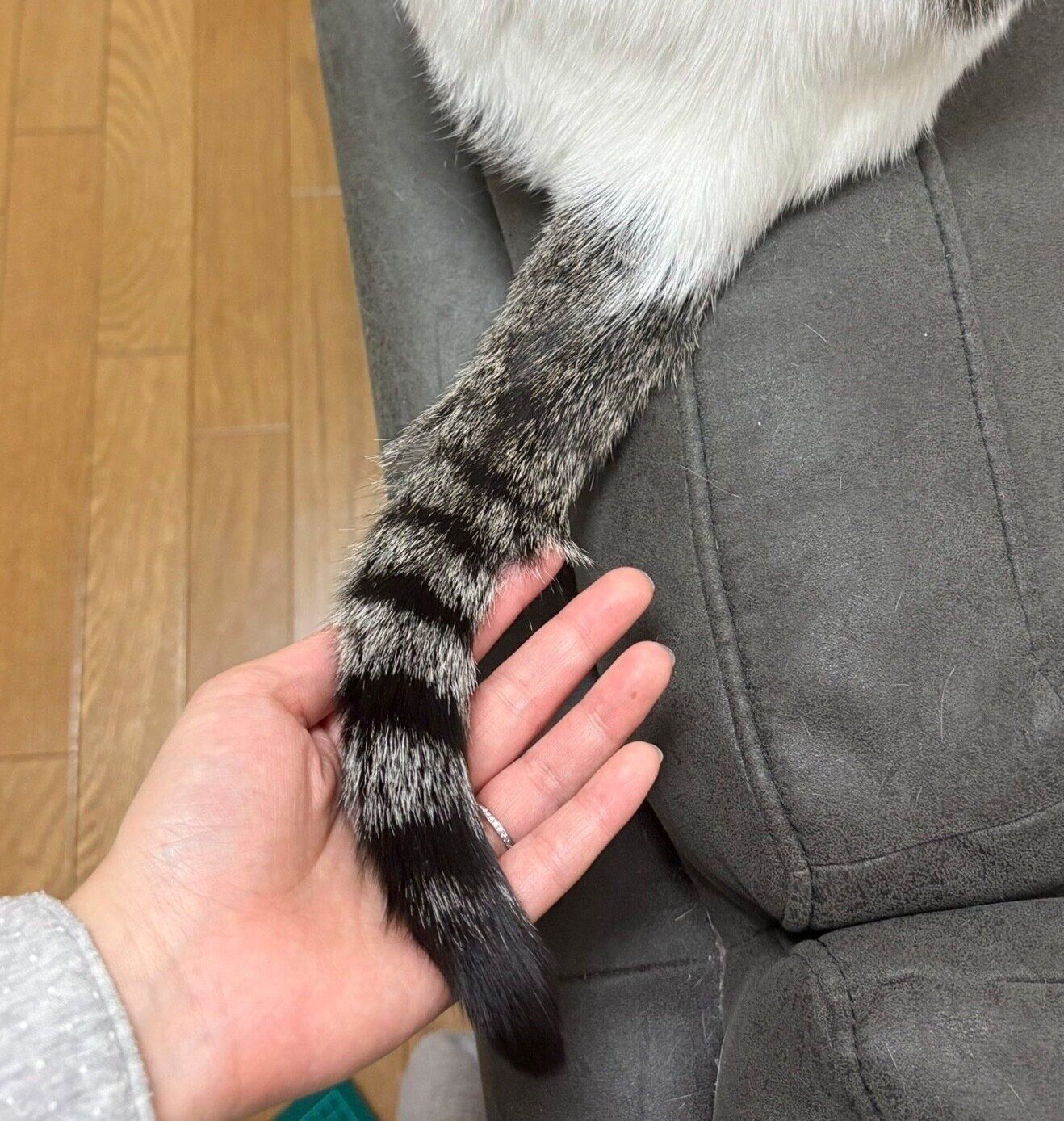 1才になったベンツちゃんのしっぽ