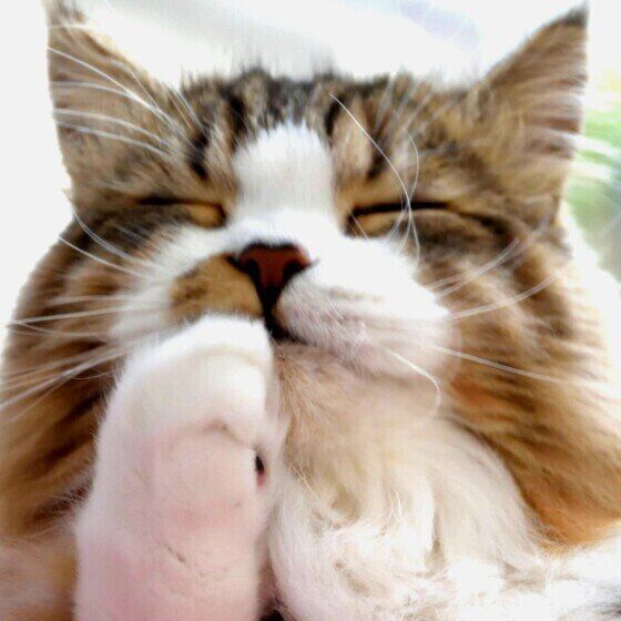 毛づくろいするスコティッシュフォールド・ロングヘア