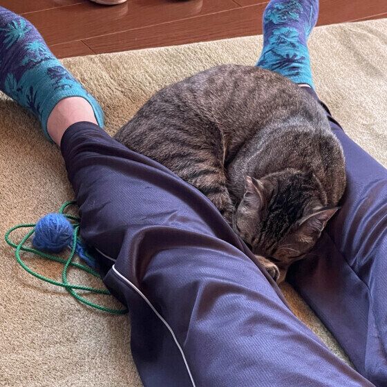 足の間に入ってお昼寝するおいもくん