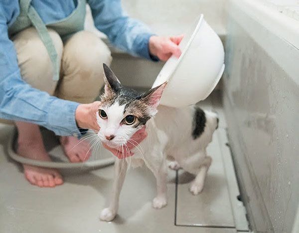 シャンプーされる猫