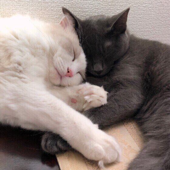 寄り添う2匹のラグドール