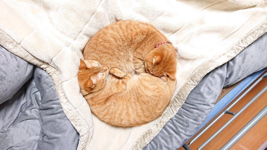 まるくなって眠る茶トラのゆずりくんとめぐりくん