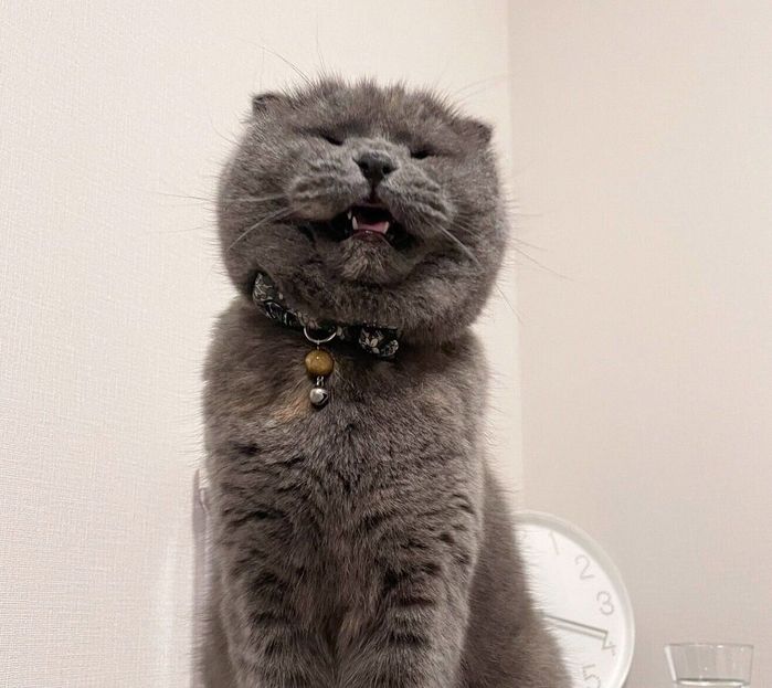 鳴くときに目をつぶるこぐまちゃん