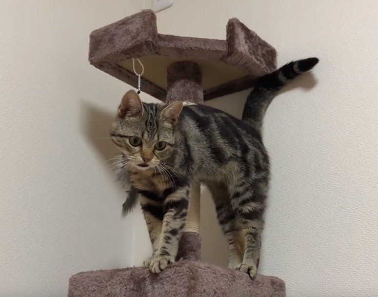 キャットタワーの猫