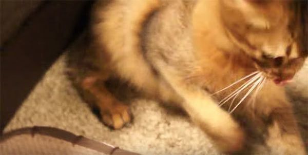 猫パンチする猫