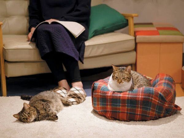 あなたと暮らす愛猫の世界には22の好きがあふれている