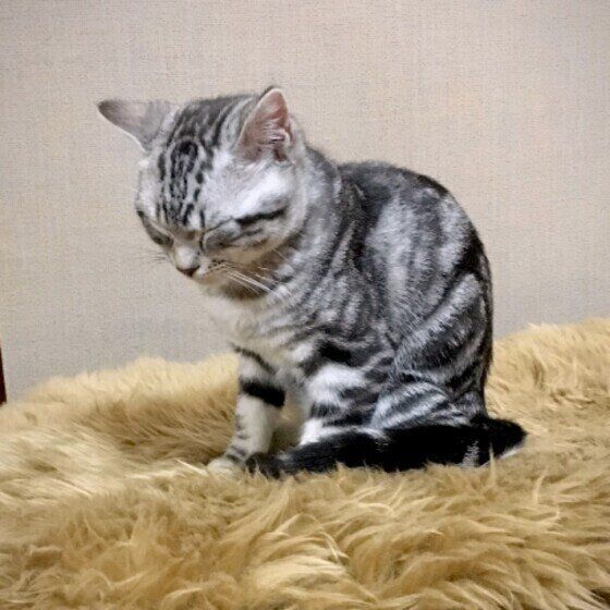 立ったまま眠るアメリカンショートヘア