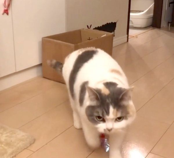 おもちゃを選んで持ってきたねね子ちゃん