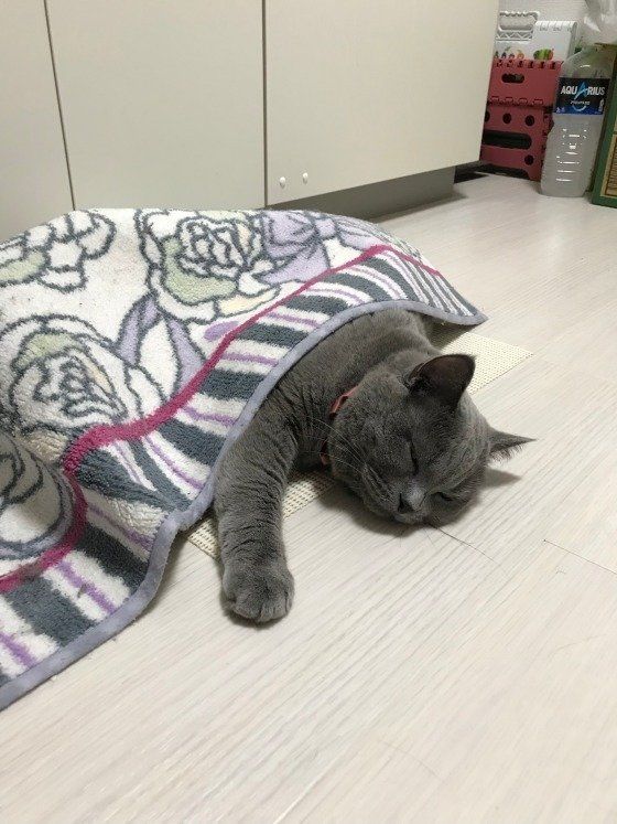 キッチンマットをかけて寝るスコティッシュフォールド・ロングヘア