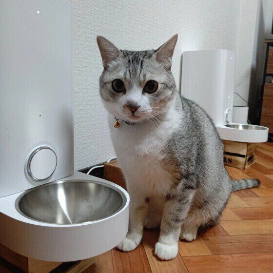 サバトラ猫の麦ちゃん