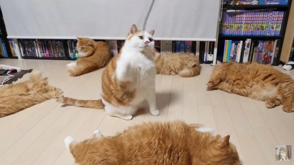 猫じゃらしで遊ぶマンチカン