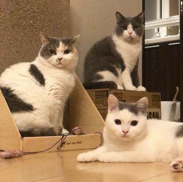 見つめるカツヲくん、ドラ千代くん、ねね子ちゃん